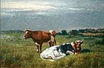 Cattle Resting